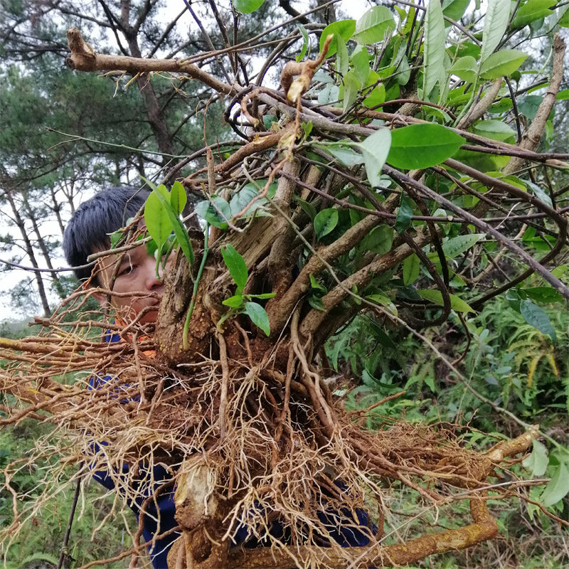 新鲜野生两面针新鲜采摘两面针中草药整珠全草两面针藤500克