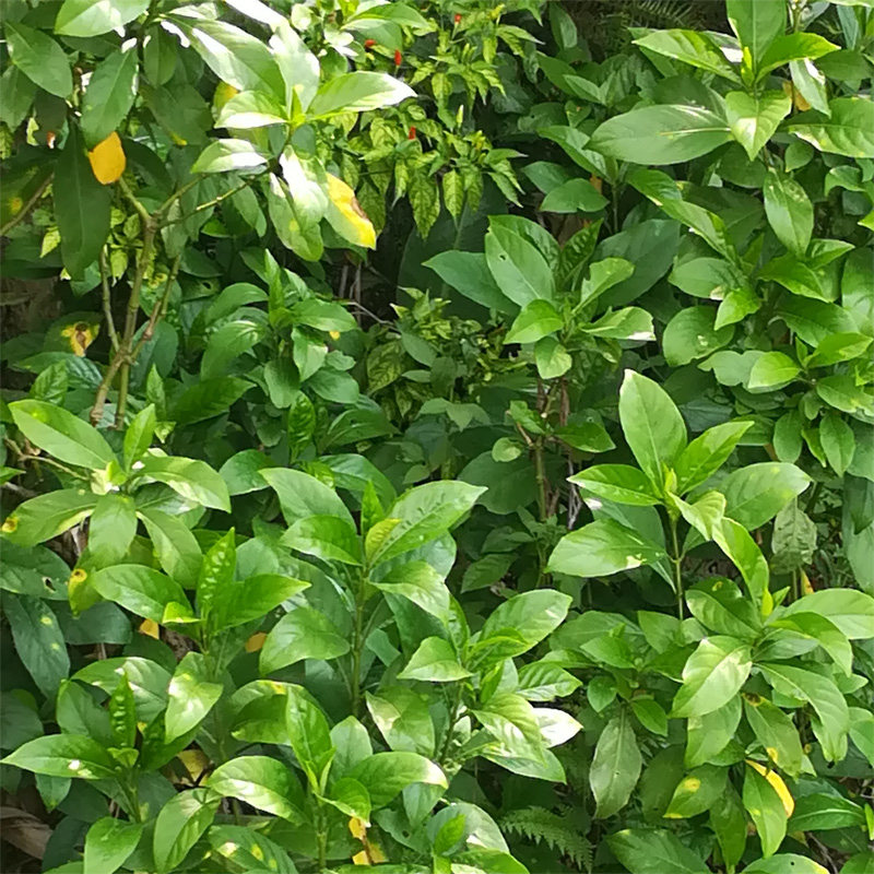 新鲜野生大驳骨草 龙头草 大骨风 大还魂 中草药材 包邮