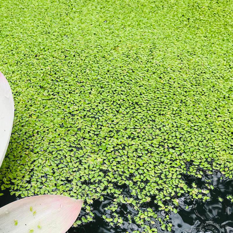 四川成都水草造景净化水质水芙蓉芝麻萍水水葫芦浮萍水草