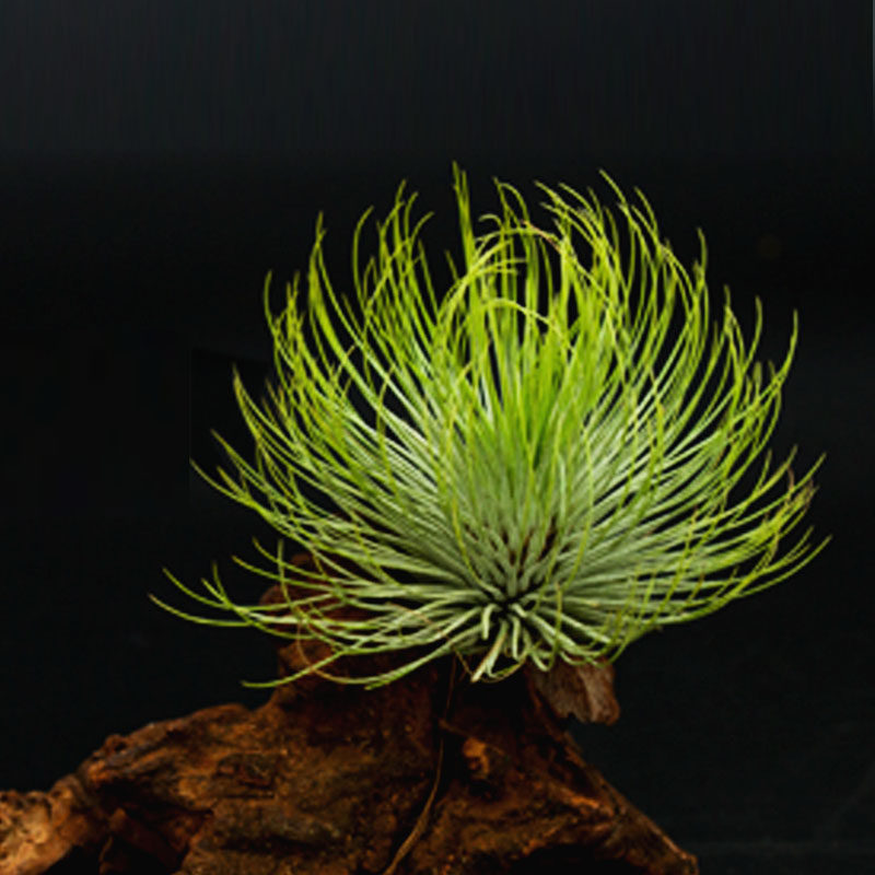 空气凤梨宝石无土植物吸除甲醛室内客厅盆栽绿植花卉植物懒人植物