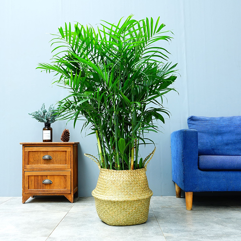 夏威夷竹盆栽四季常青室内盆栽大型绿植花卉办公室家居长沙同城