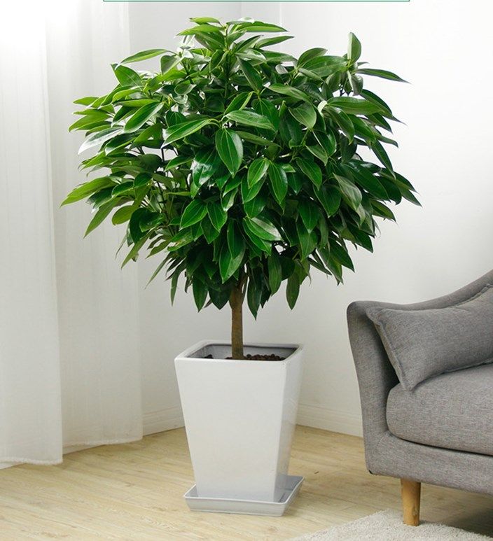 盆栽平安树植物室内四季常青客厅绿植办公室大型大型绿植