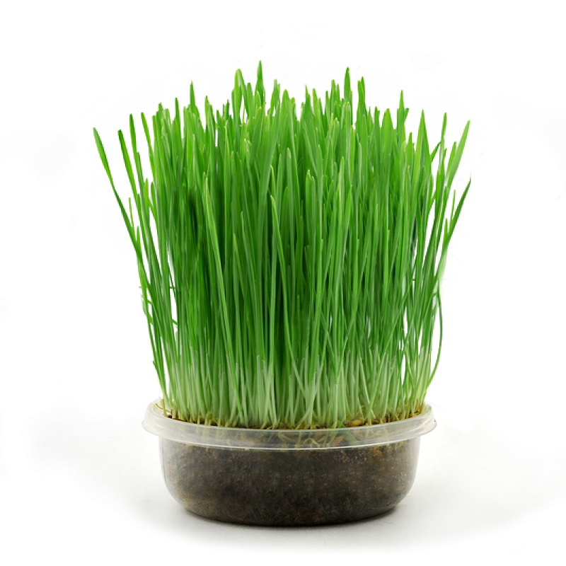 猫草种子去毛球化毛猫薄荷猫草水培大麦种植套装猫咪零食猫咪用品