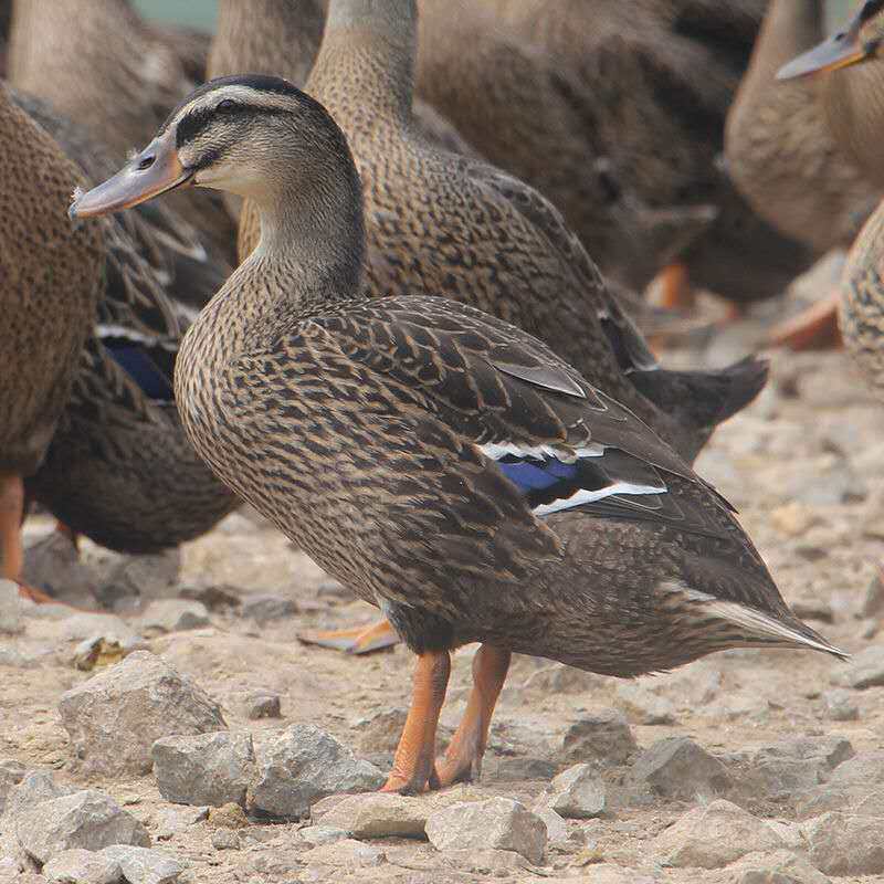 鸭子三年年老农家麻鸭现杀笨鸭煲汤微山湖顺丰鸭肉