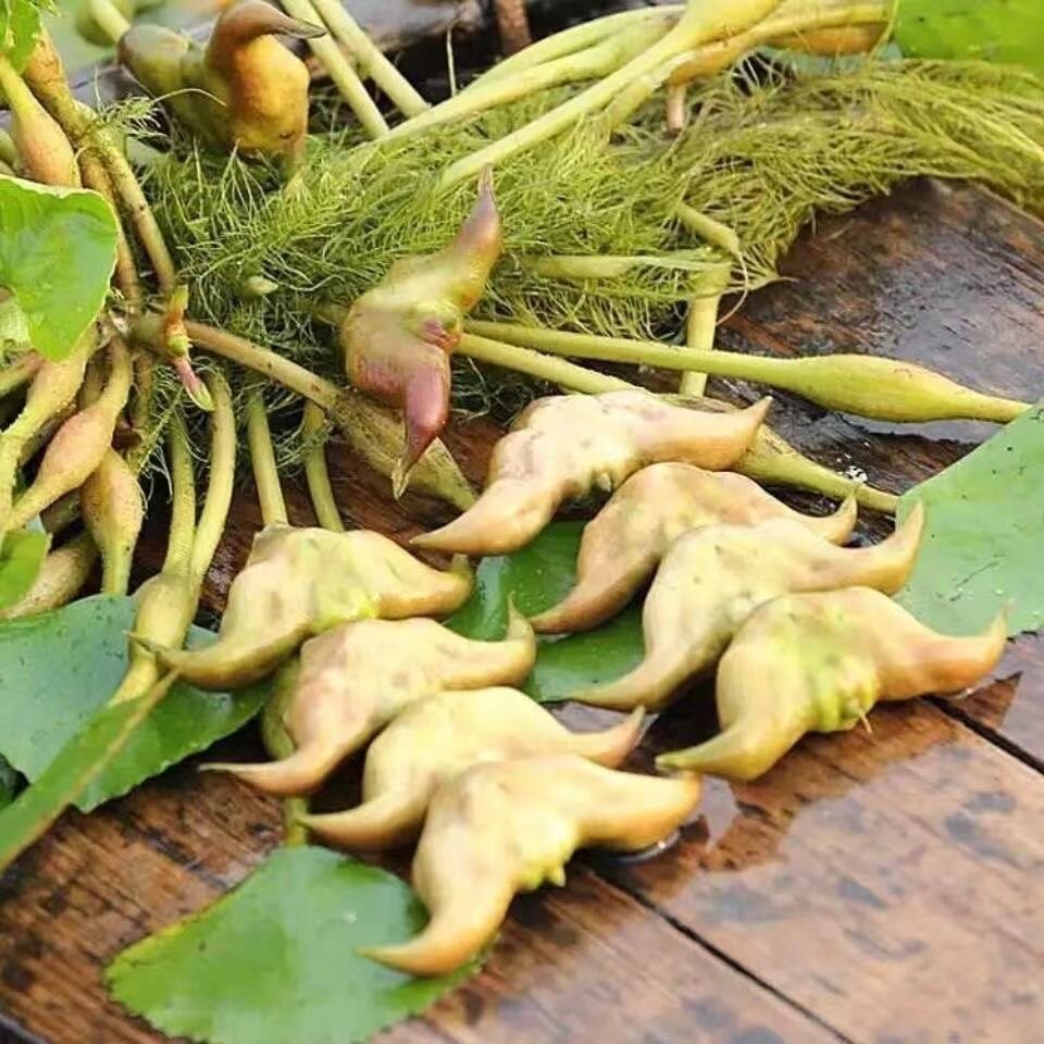 菱角新鲜5斤现摘现发当季水果果粉糯带壳凌角菱角