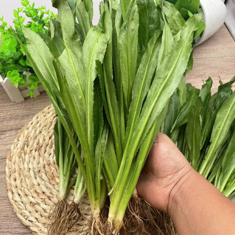 阿瓦芫荽新鲜老缅香菜刺芹云南特产临沧耿马其它