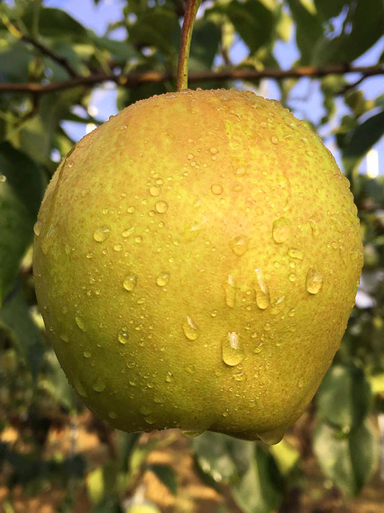 顺丰包邮玉露香梨山西隰县特产当季新鲜水果梨