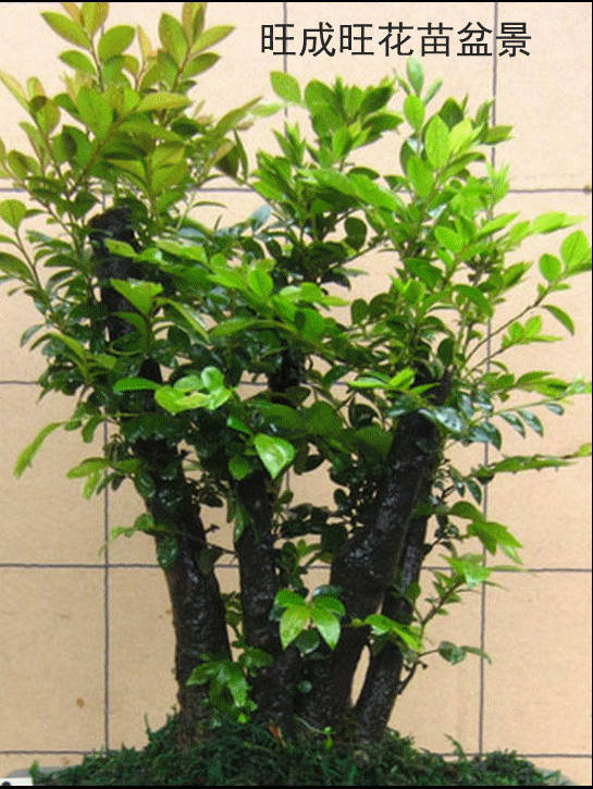 书房新款黑色庭院紫檀树桩盆景盆栽花卉内桌面绿植黑檀木黑骨茶