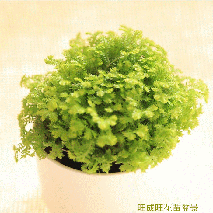 700_700gif 动态图 动图