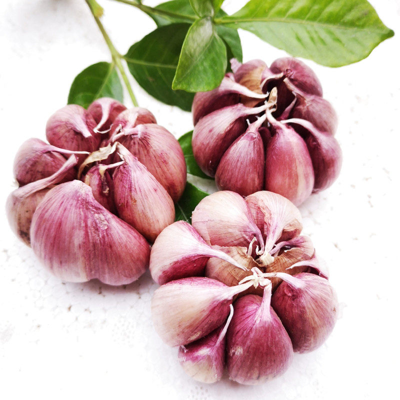 紫皮大蒜红皮香蒜头山地蒜农家自种干蒜籽大理红蒜