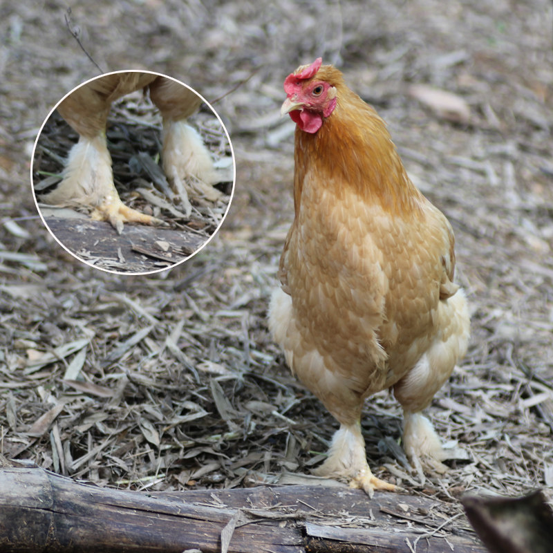 毛腿老母鸡正宗农家山林散养毛腿鸡无公害土鸡无激原生态老母鸡