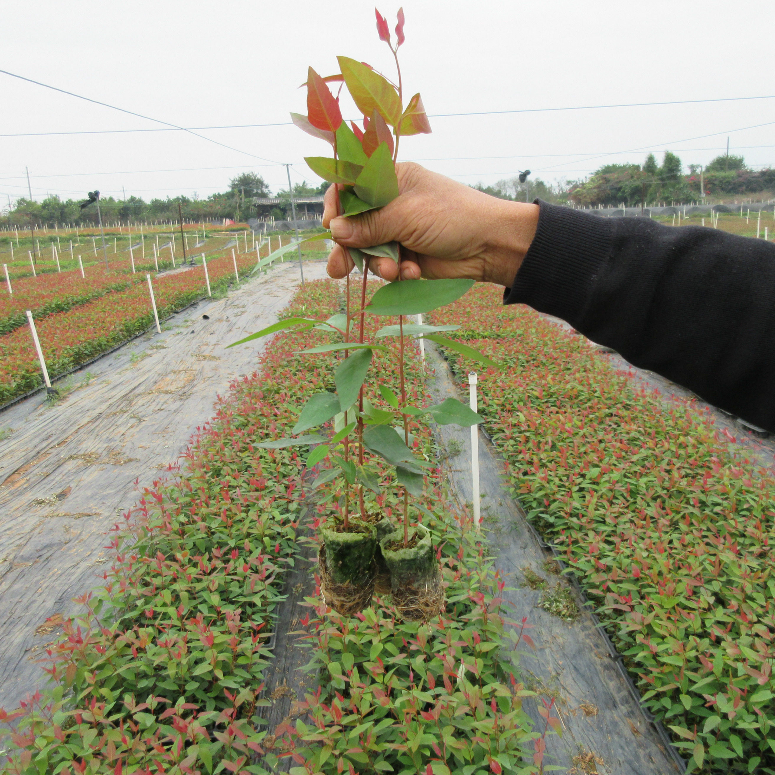 现货桉树苗 速生桉 生长快的树 广9 驱蚊树苗经济林苗200棵起包邮