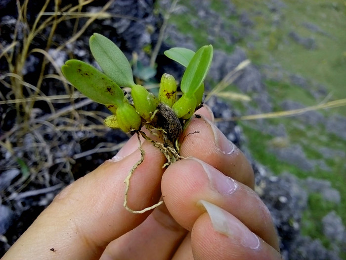 迷你小型石豆本土喜阴花卉附生植物花卉