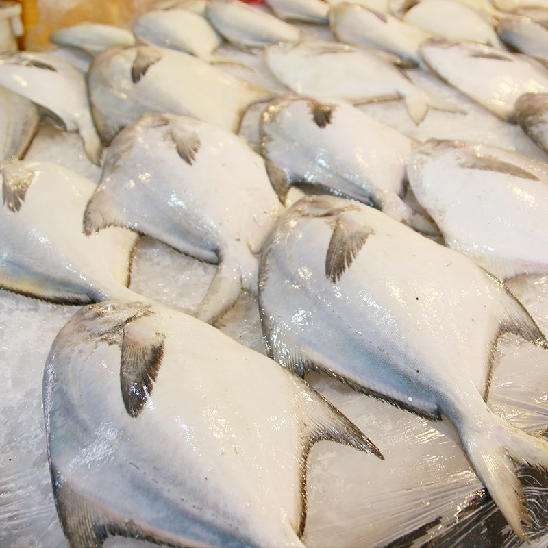 舟山船冻野生鲳鱼长鳞婆子东海海大灰鲳平鱼鲳鱼