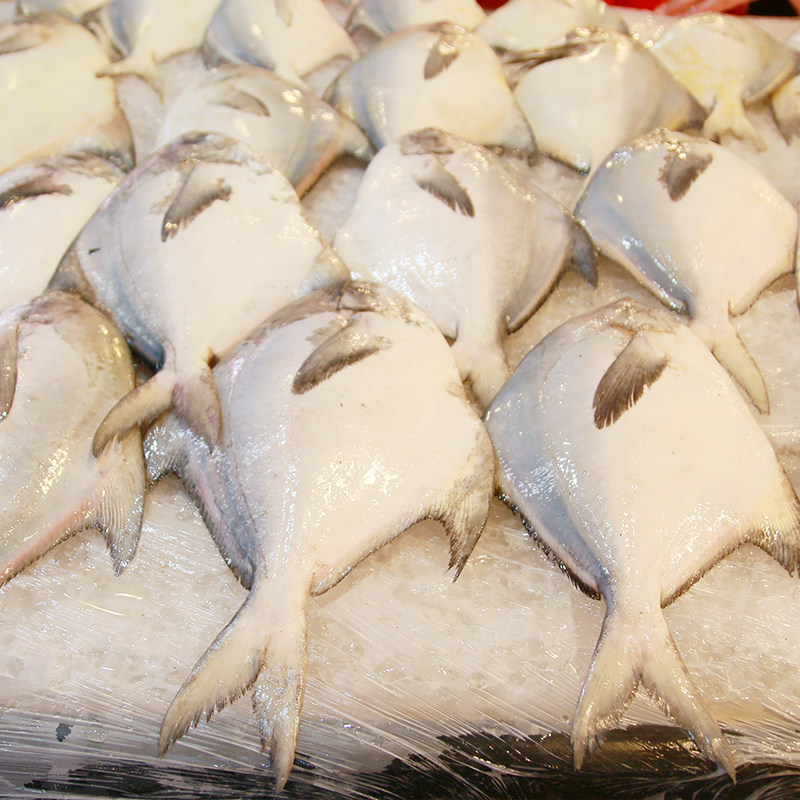 舟山船冻野生大鲳鱼长鳞婆子东海大灰鲳平鱼132斤条多退少补