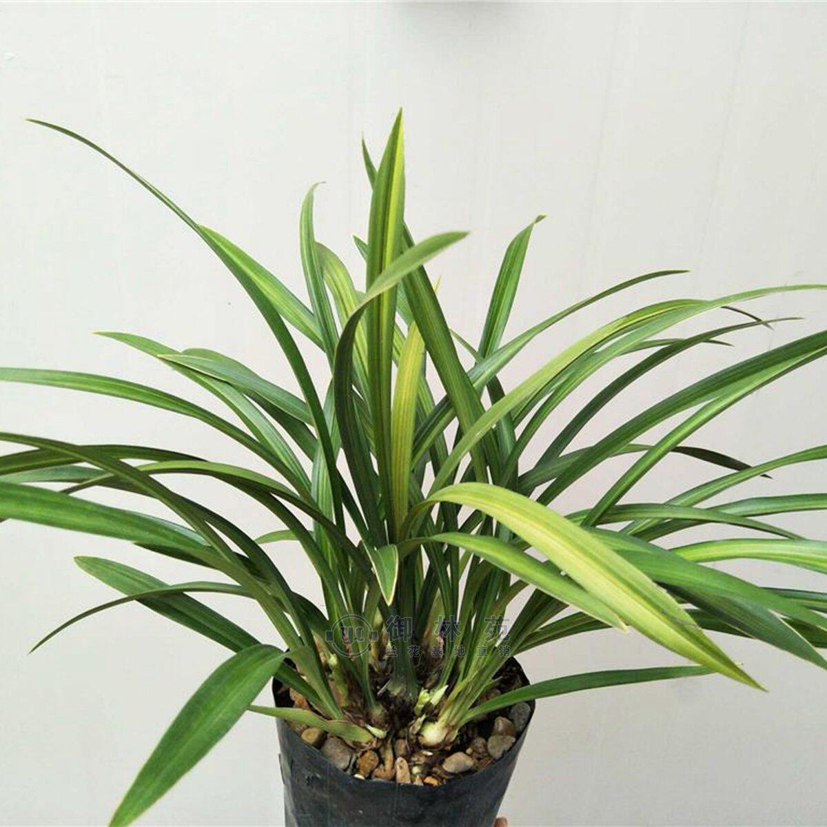 兰花花苗金丝马尾建兰线艺室内盆景绿植盆栽时令草本花卉