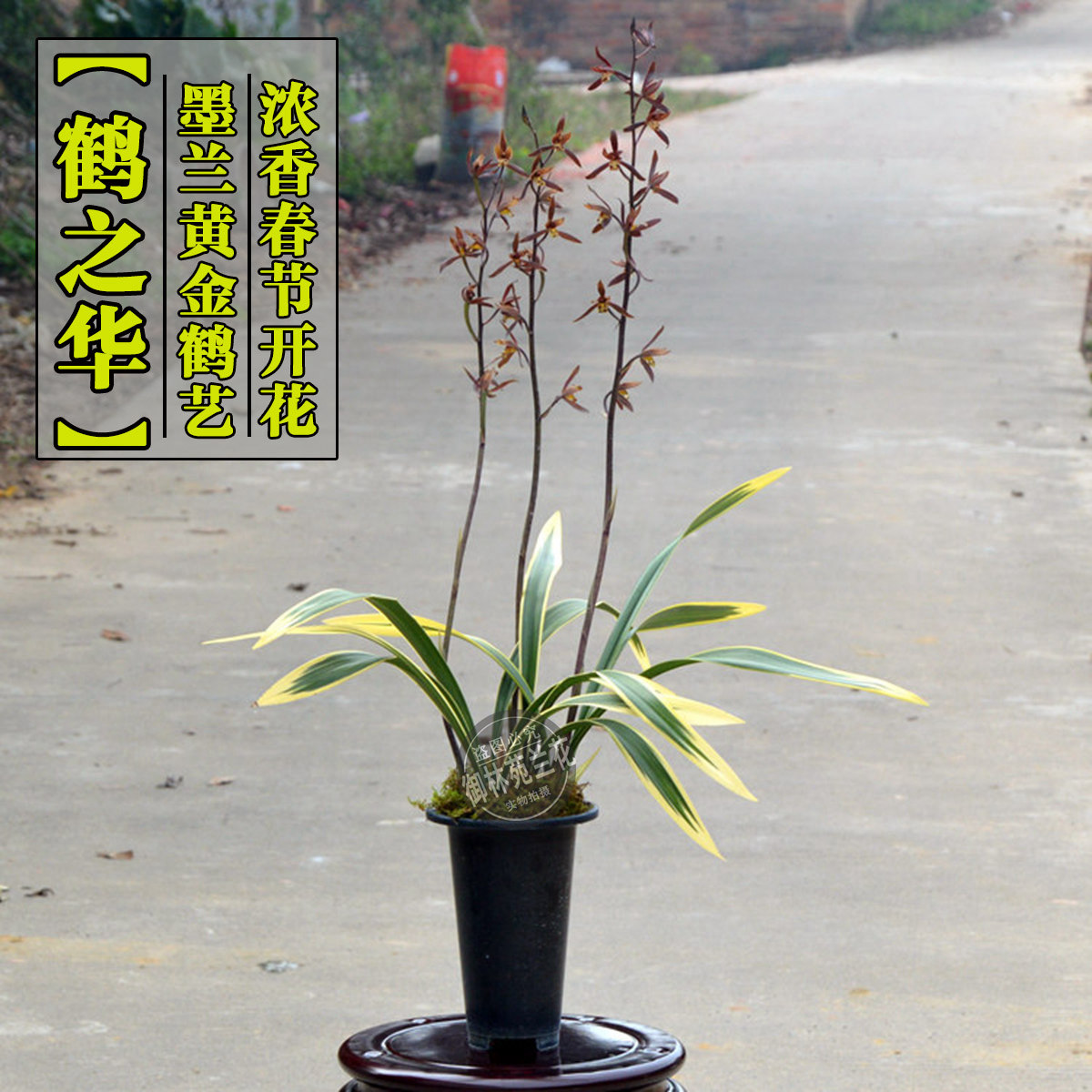 墨兰老品种经典黄金鹤艺鹤之华浓香型花期带花苞包邮四季兰花苗