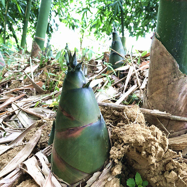广西现挖新鲜竹笋 麻竹笋 嫩笋 大头笋 广西甜笋
