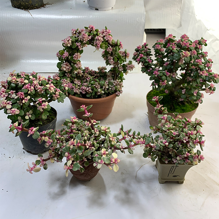 金枝玉叶新款花篮雅乐之舞盆栽药锦多肉植物老桩造型好养室内阳台