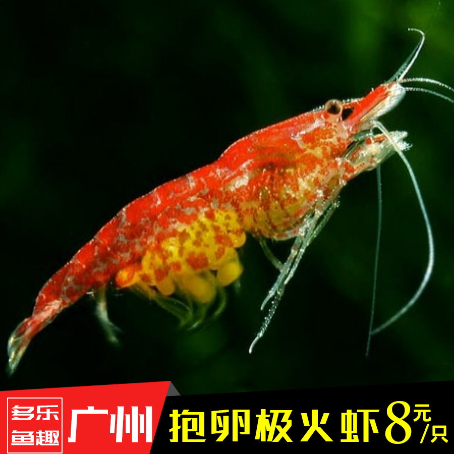 香吉士抱卵成体虾 台湾基因橙虾 水草缸淡水观赏虾 除藻抱卵虾