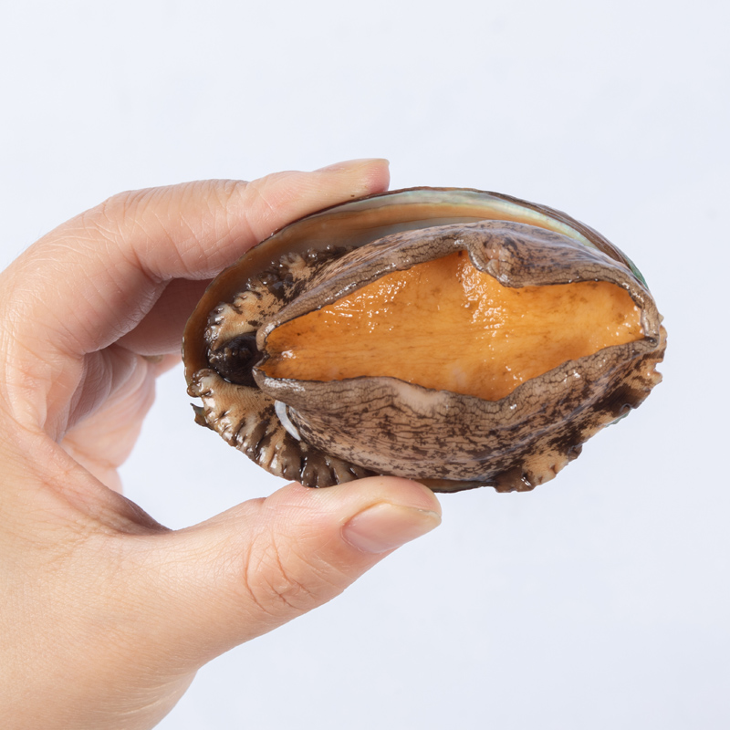 鲍鱼910头500g长岛鲜活海捕大九孔超大贝类海鲜鲍鱼