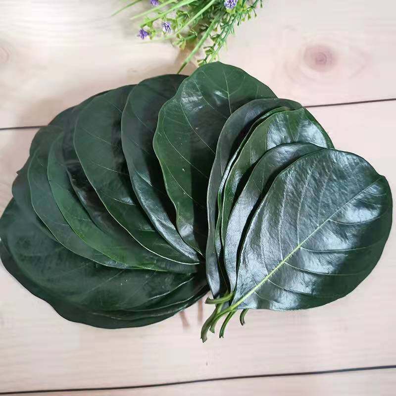 广东菠萝蜜寿桃包寿桃叶子垫叶广西艾饼叶粽叶菠萝其它