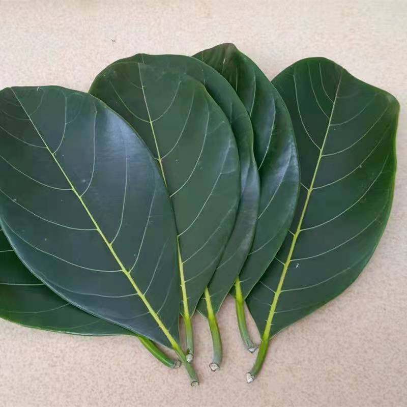 广东菠萝蜜寿桃包寿桃叶子垫叶广西艾饼叶粽叶菠萝其它