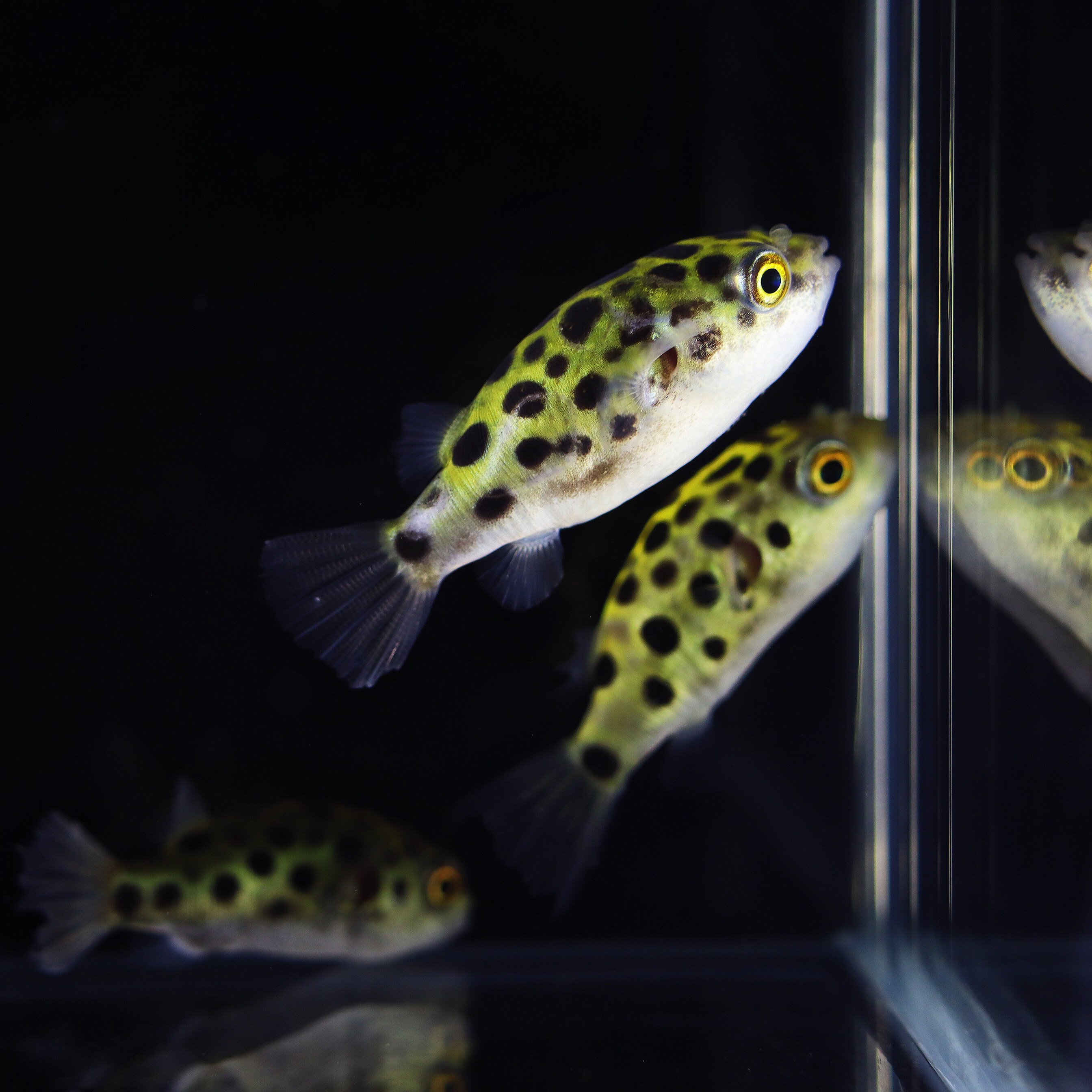 河豚宠物气泡狗头斑马鱼鼓包潜水艇热带螺草缸活体鱼