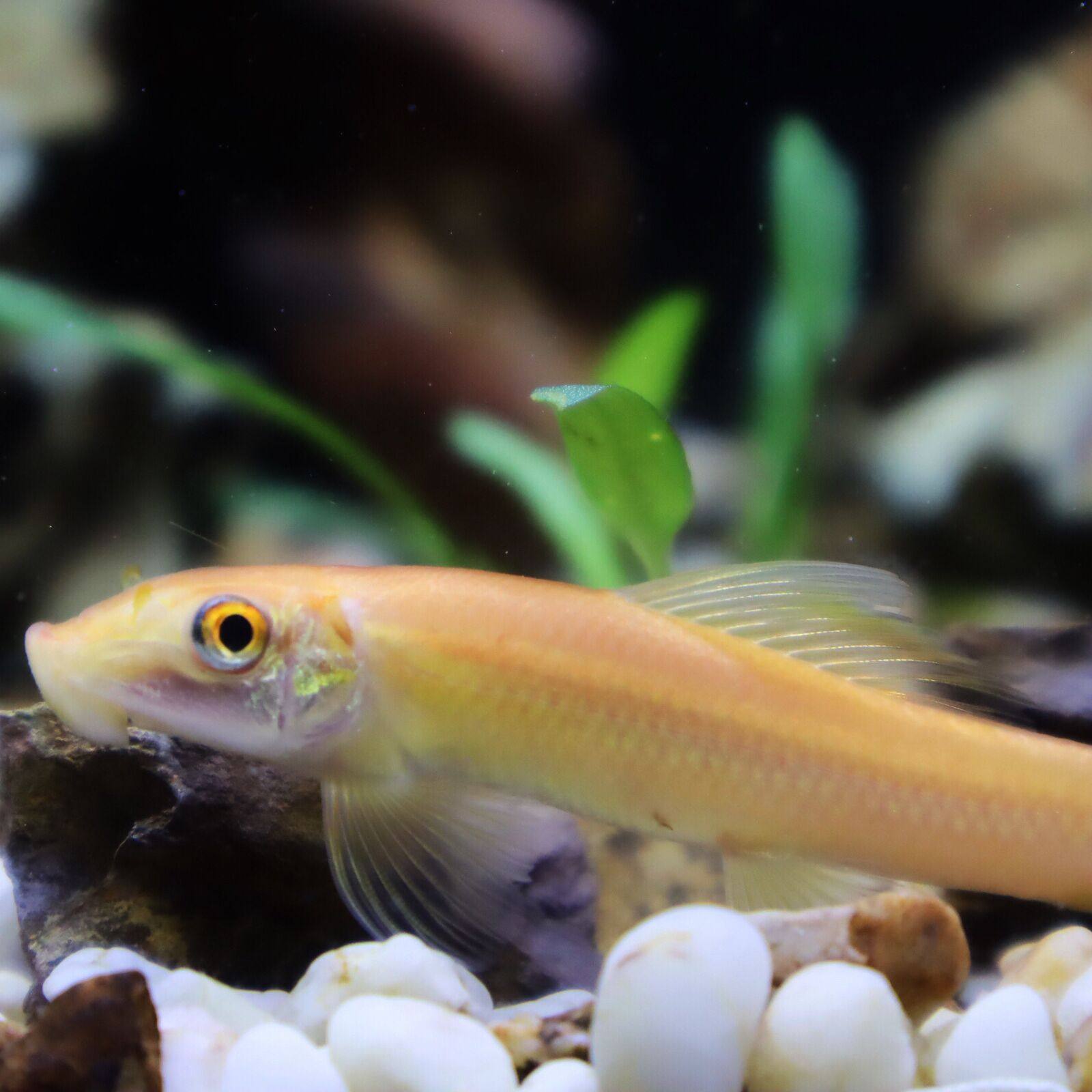 金苔鼠活体淡水热带观赏鱼清道夫吸盘鱼缸清洁清洁工鱼