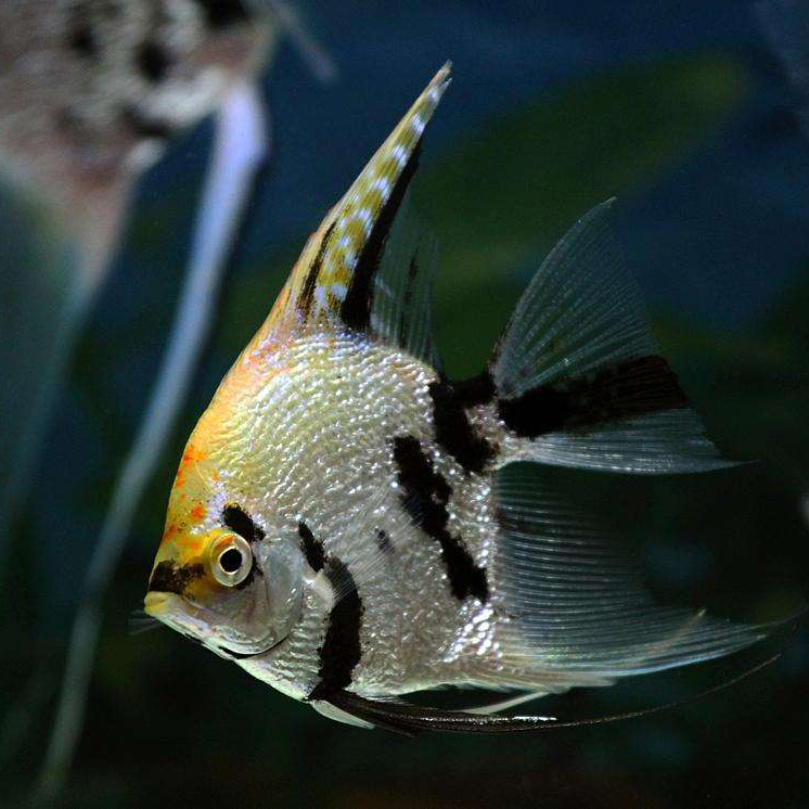 神仙仙鱼活体观赏鱼燕鱼热带鱼秘鲁红头三色宠物鱼