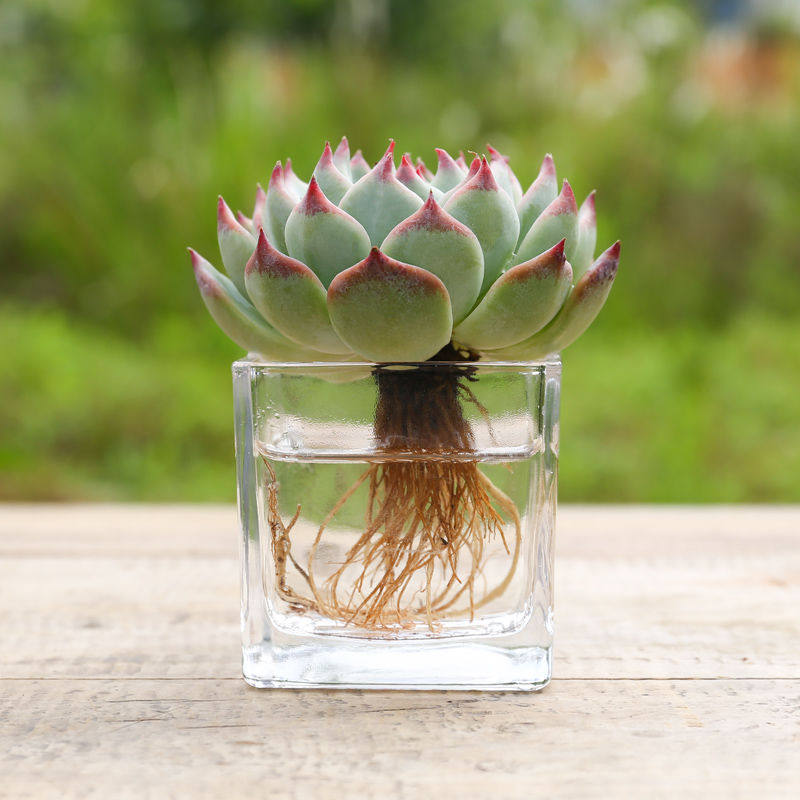 植物多肉水培超萌吉娃娃大老莎莎王水培植室内时令草本花卉