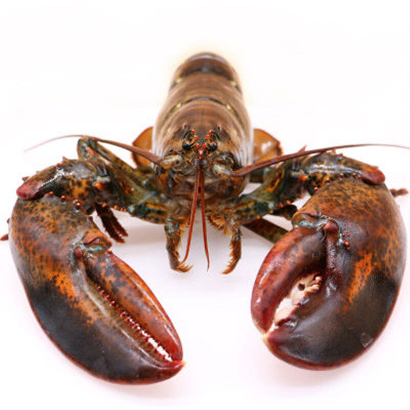 包活鲜活大虾波士顿大波波龙1斤15斤185元一斤活虾