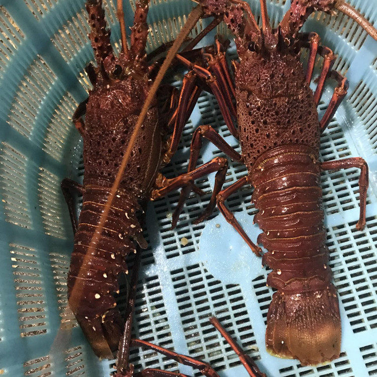 野生鲜活大虾新鲜大红红龙活发超大龙虾一只冻虾