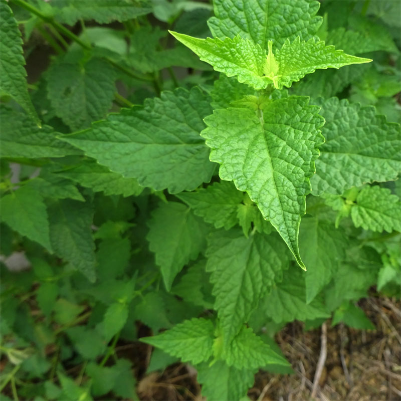 藿香种植庭院盆栽叶干品新鲜新藿香叶子老幼茴香行道树