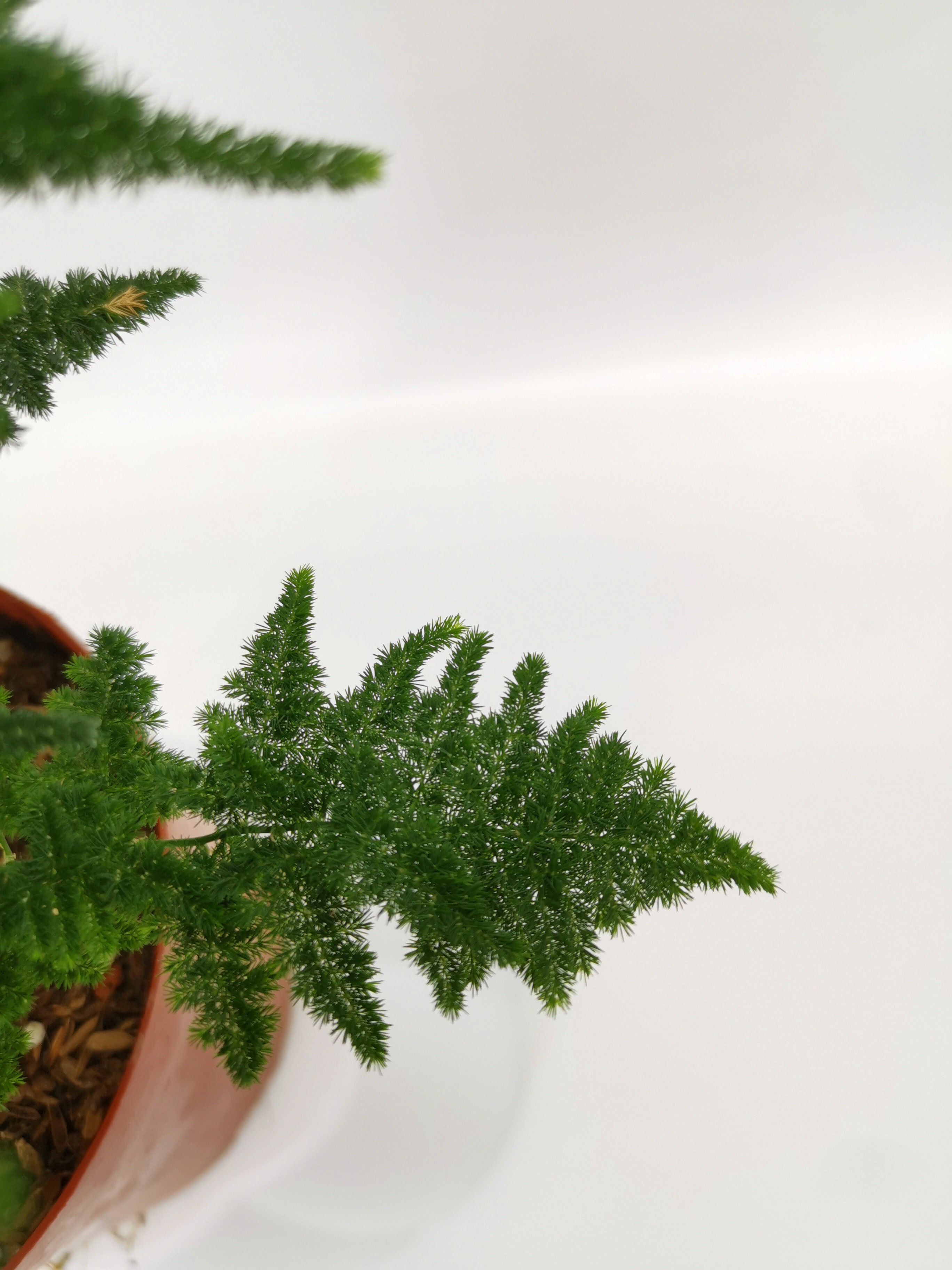 唐山矮生文竹云松松竹办公办公室室内好养绿植时令草本花卉