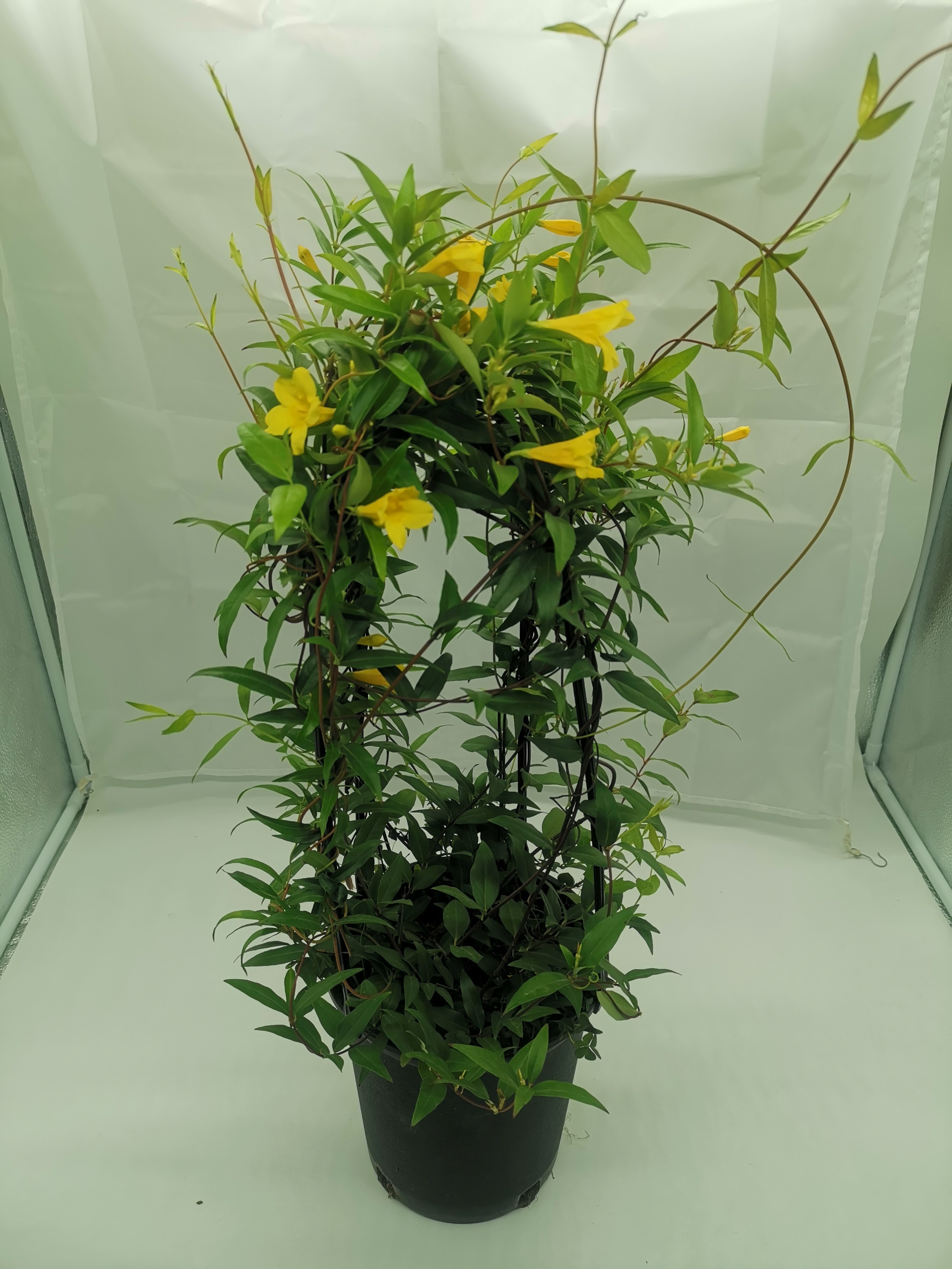 庭院法国香水茉莉爬藤藤本植物带花浓香花卉花卉