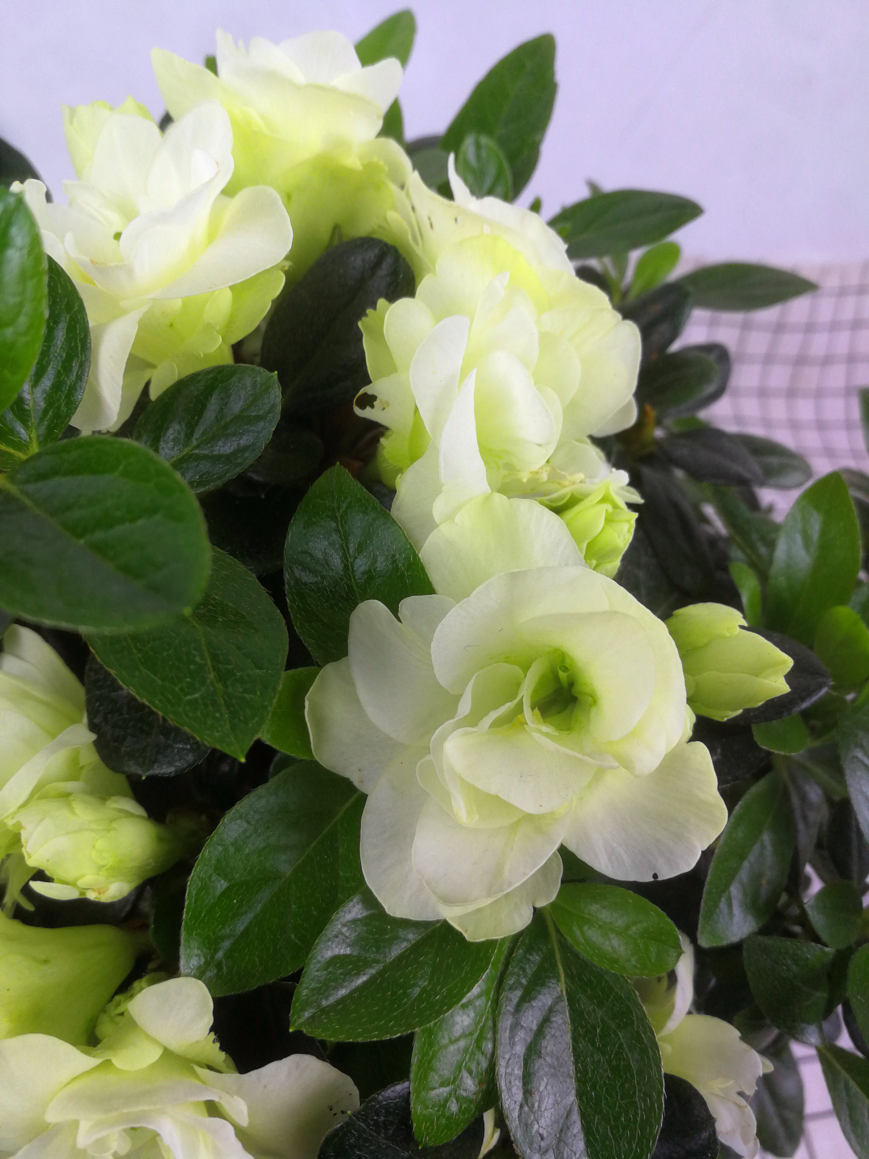 绿色光辉杜鹃珍贵品种稀缺四季开花庭院绿色杜鹃比利时西洋好养