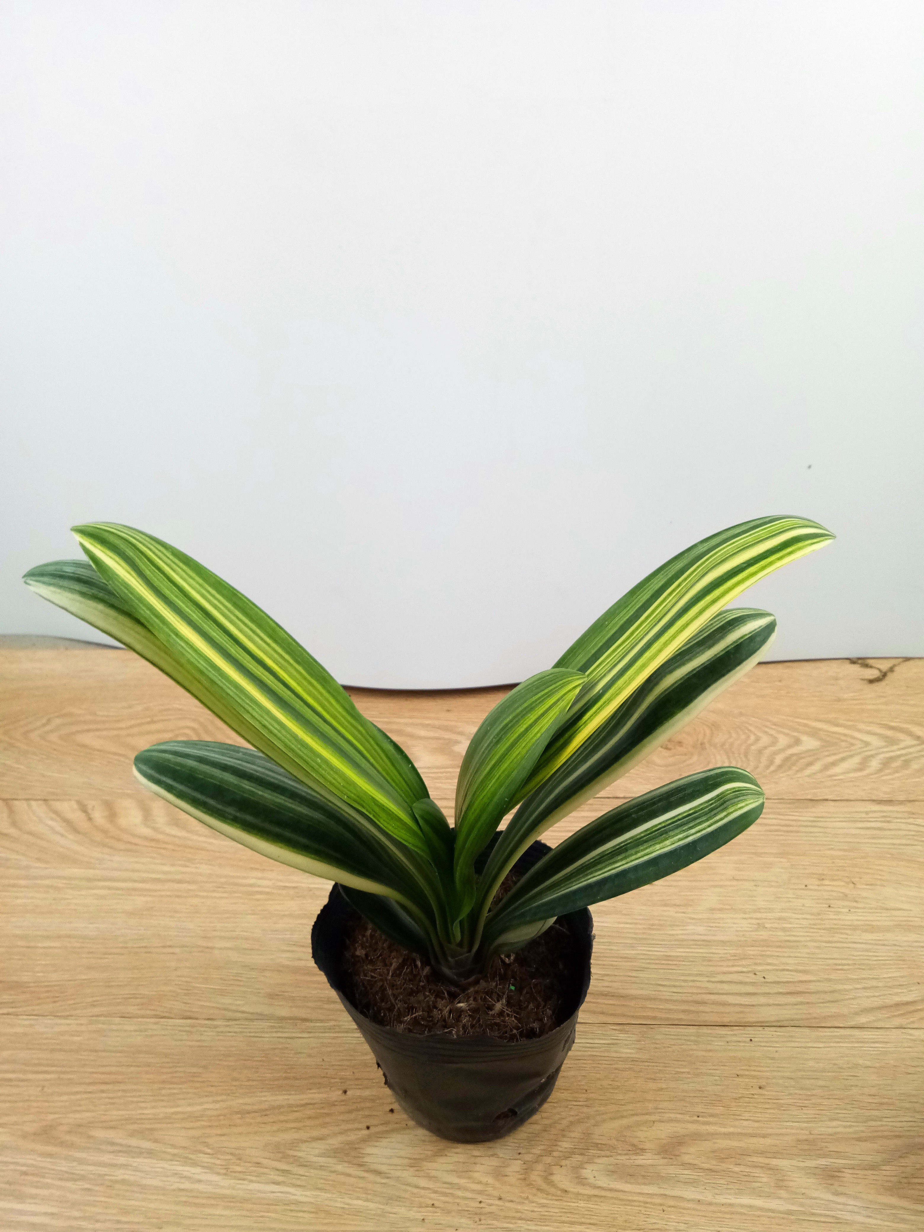 精品庭院冬季春季书房金丝苗盆栽元宝圆头和尚君子兰彩兰苗包邮