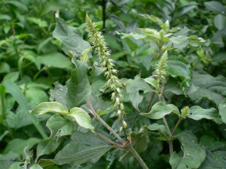 野生土牛膝中草药材紫牛膝倒扣草倒钩草牛七 牛漆接骨丹500克 包邮