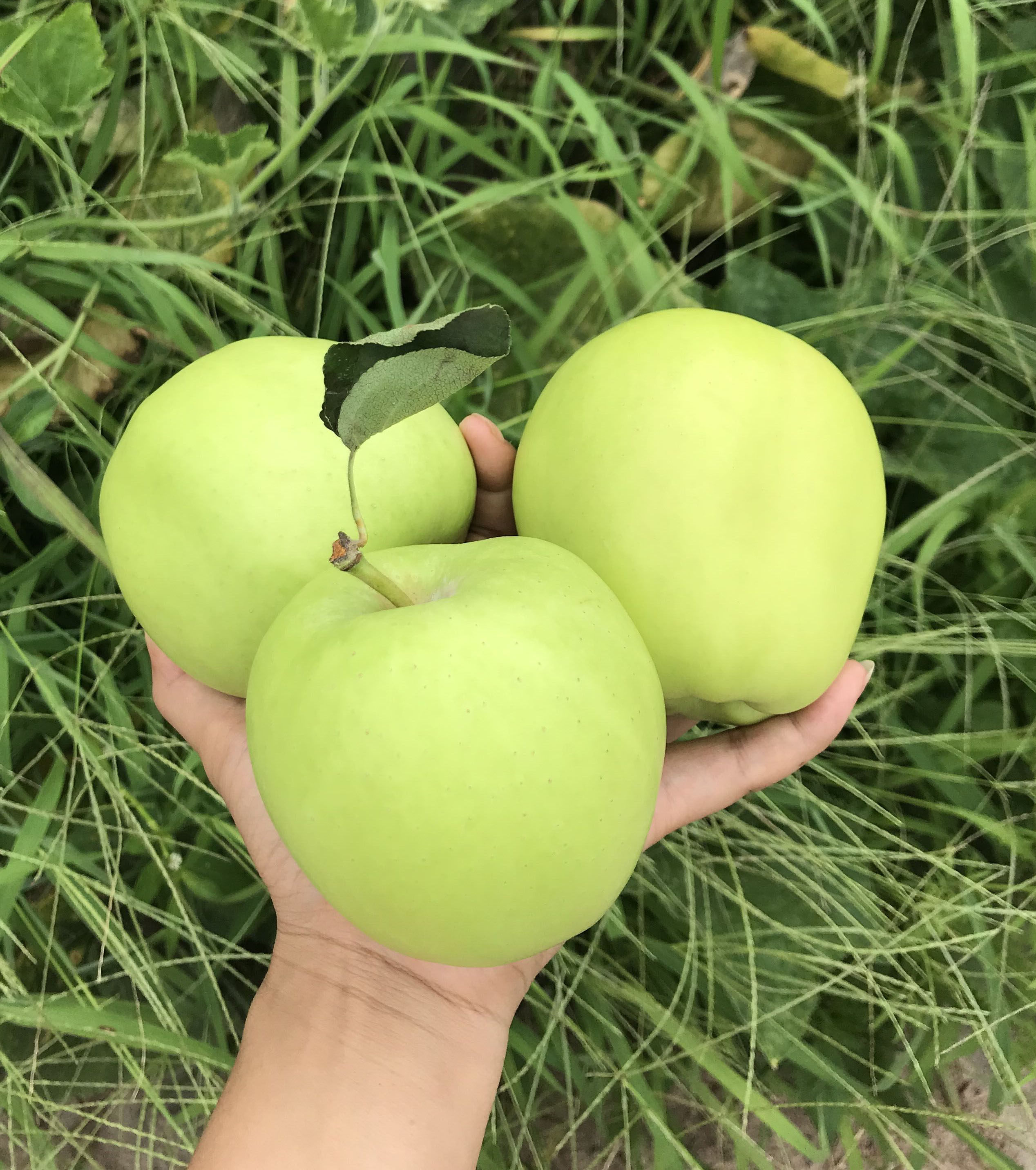 苹果四川酸甜农家现摘水果孕妇可口8斤汉源苹果