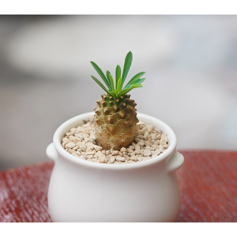 仙人球掌室内迷你可爱办公桌植物防辐射多肉小盆多肉植物