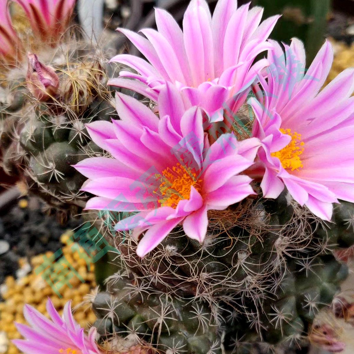 娇丽长城丸种子多植物仙人新手播种易发芽发芽多肉植物