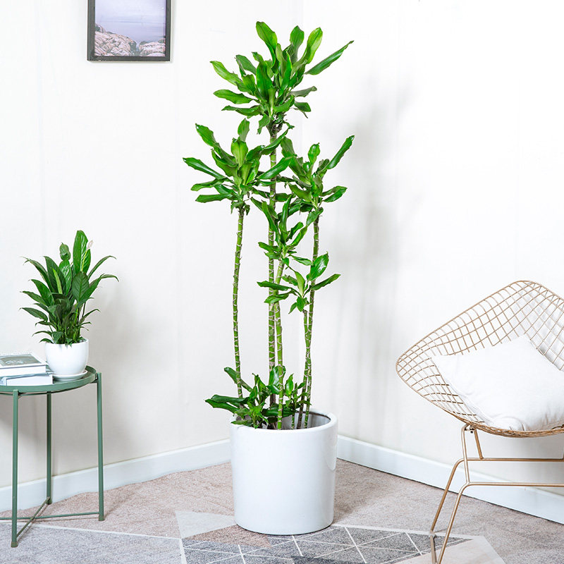 造型铁大螺旋绿植常青四季甲醛造景螺纹叶造景大型绿植