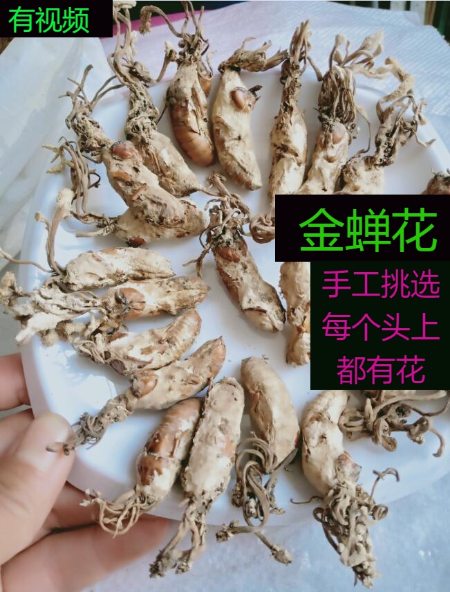 新货大别山野生金蝉500g正品花虫草粉金蚕花知了金蝉花