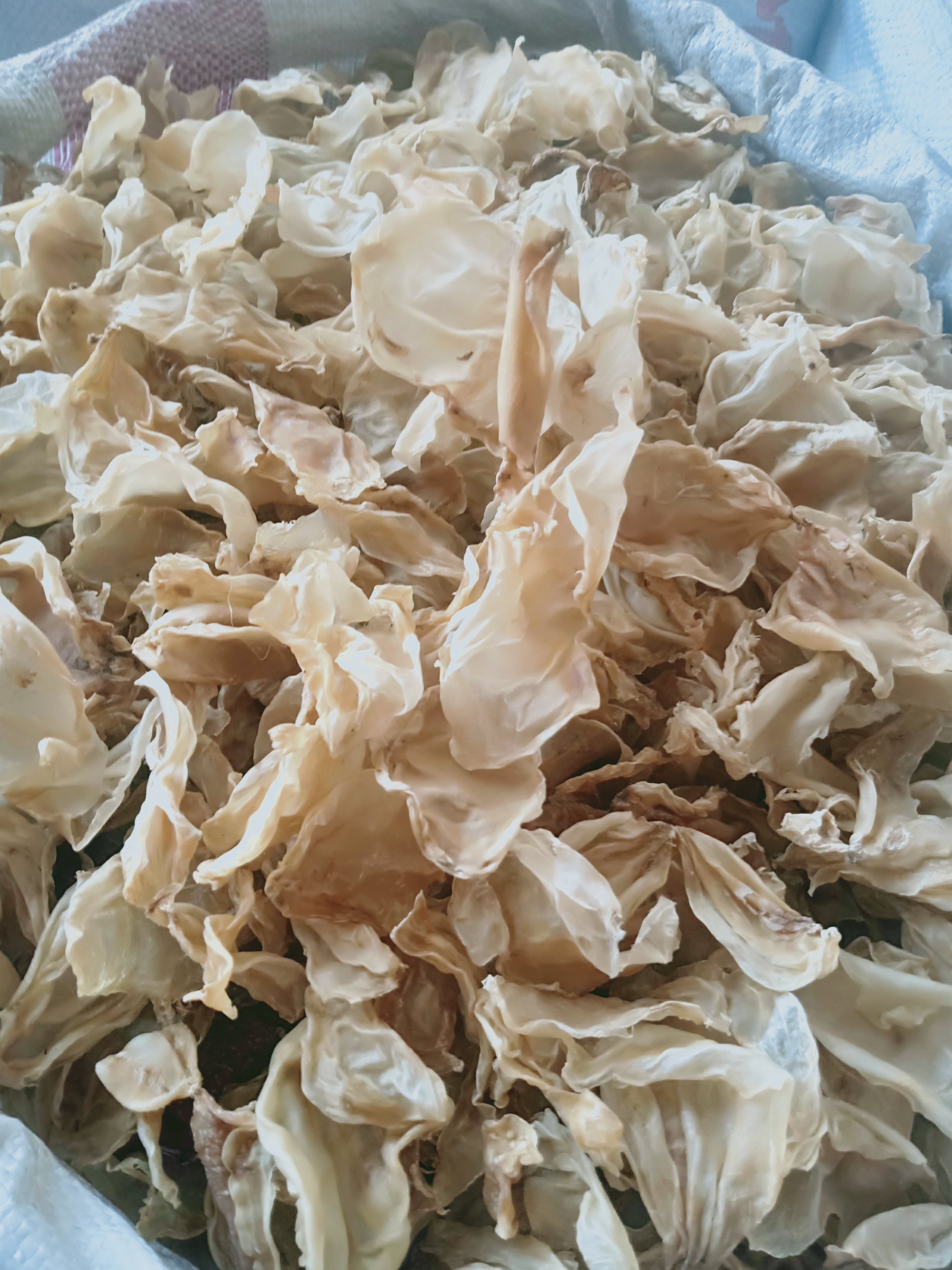 中药材白鱼鳔100克白鱼漂鱼漂螵干鱼泡鱼膘鱼胶售海其他药食同源食品