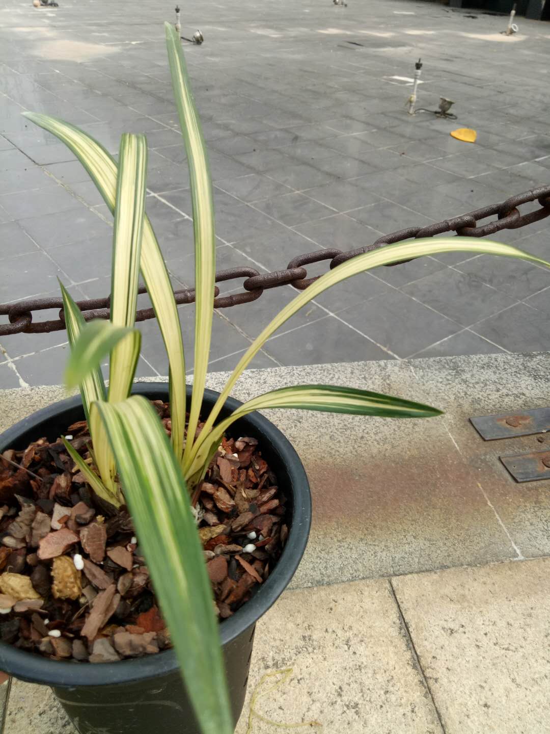 建兰四季兰中透艺(福隆)兰花 优质 hot 花卉盆栽 花卉植物室内花