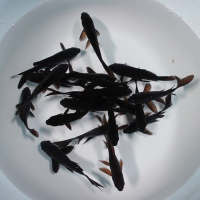 冷水草金活体风水招财黑金龙凤锦鲤长短尾好养锦鱼