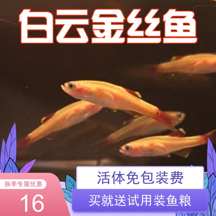 白云金丝淡水鱼冷水鱼耐活好养活体小鱼观赏鱼皮实鱼