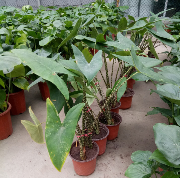 斑点重庆甲醛净化空气盆栽观音叶盆栽桌面观办公室植物绿植