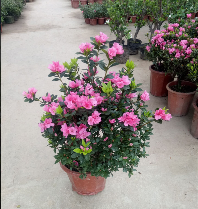 重庆同城花卉杜鹃夏娟花植物阳台观花盆栽室外时令草本花卉